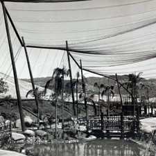 1972 Free Flight Birds Aviary