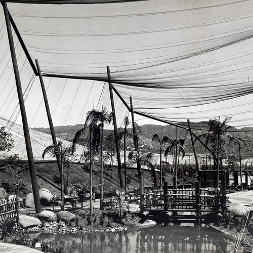 1972 free flight birds aviary - flight,