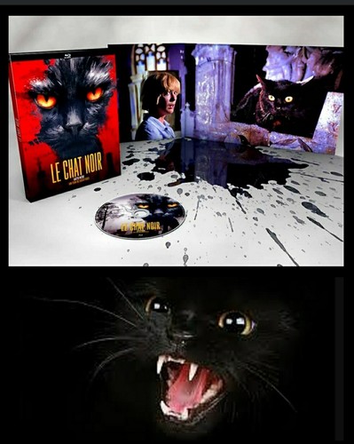 Gatto nero black - il,