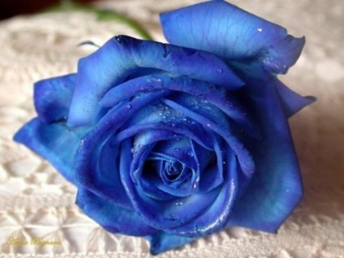 Semi rosa blu - blu, blue