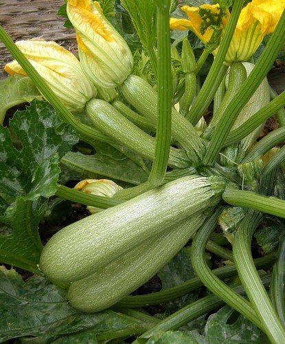 Semi zucchina ortolana di - semi,