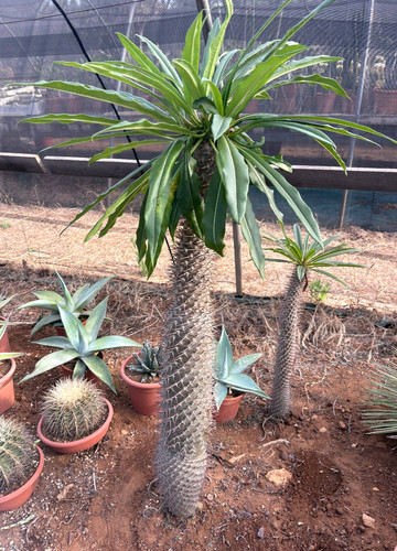 Pachypodium lamerei cactus - pachypodium,