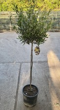 Ulivo Olivo "Olea europea"