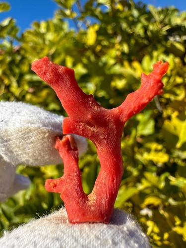 Corallo rosso naturale alta - rosso,