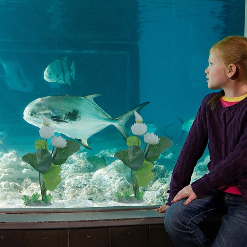 Piante acquario in - da,