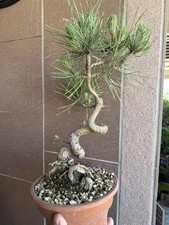 Pino Nero - pinus nigra da