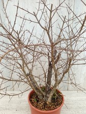 Bonsai prebonsai melograqno - bonsai,