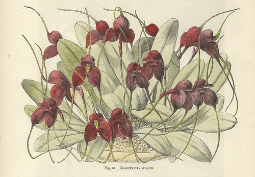 Orchidea masdevallia stampa - orchidea,