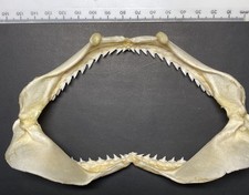 Shark Jaw Requiem Spot-Tail