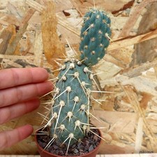 Opuntia miquelii Vaso 6,5 cm