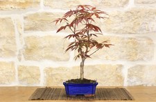 Bonsai di Acero Palmato