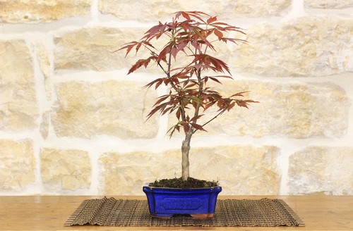 Bonsai acero palmato - di,