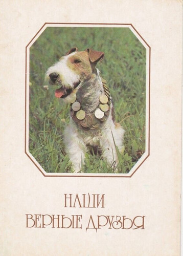 Cartolina fox terrier - cartolina, ***