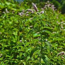 Mela menta (taglie di radici)