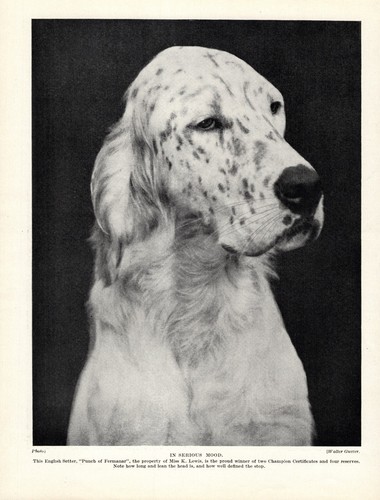Antico setter inglese - antico,