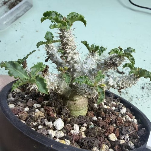 Vendita raro cactus euphorbia - vendita,