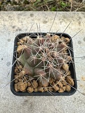 Thelocactus tulensis Own Roots 4.7 cm, 5 cm pot. Not Ariocarpus Copiapoa