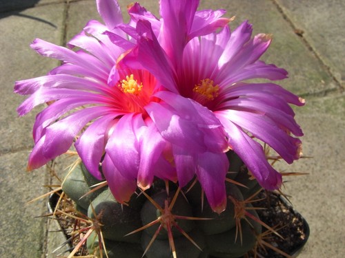 Thelocactus heterochromus