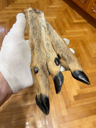 Set genuine roe deer - set, legs