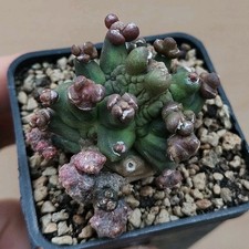Gymnocalycium CV. Kikko
