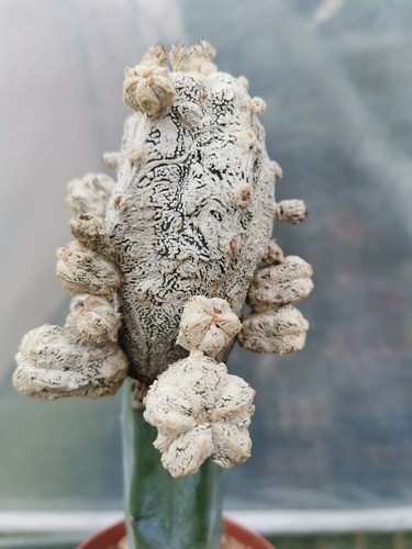 Astrophytum onzuka hakuun - onzuka, x