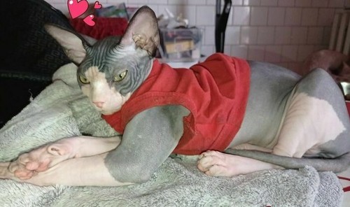 Maglia maglietta sphynx - maglia,
