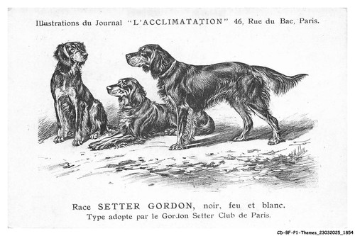 Bfp1 0928 chien race - -,
