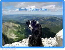 Border Collie Dog Scene