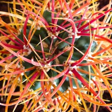 Ferocactus chrysacanthus ARANCIO spine - Cactus in botte dorato | Cactus in botte con go