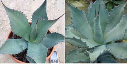 Semi agave durangensis - 10, di