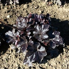 Campanella argento black - campanella,