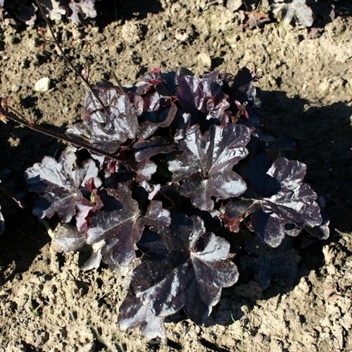 Campanella argento black - campanella, in