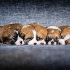 TESSUTO NON TESSUTO FOTOMURALE