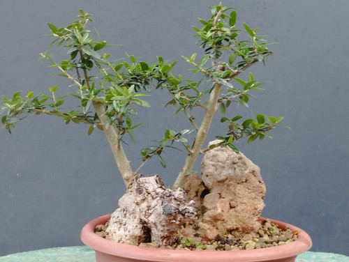 Bonsai olivastro 20x10cm - olivastro,