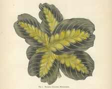 MARANTA CALATHEA Stampa antica del 1896 con FIORI Incisione inglese botanica