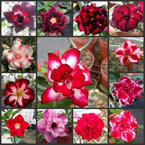 Semi adenium obesum in - adenium,