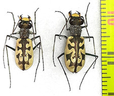 Carabidae, Cicindela