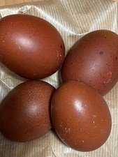 uova feconde Galline Marans