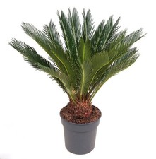 Palma giapponese Cicas "Cycas