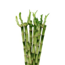 Bambu de la suerte 1 und