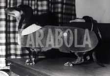 Foto Vintage Animali Bassotto con vestito da passeggio 1966 stampa 20x25 cm