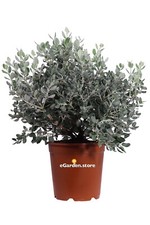 Pianta di Metrosideros Excelsa