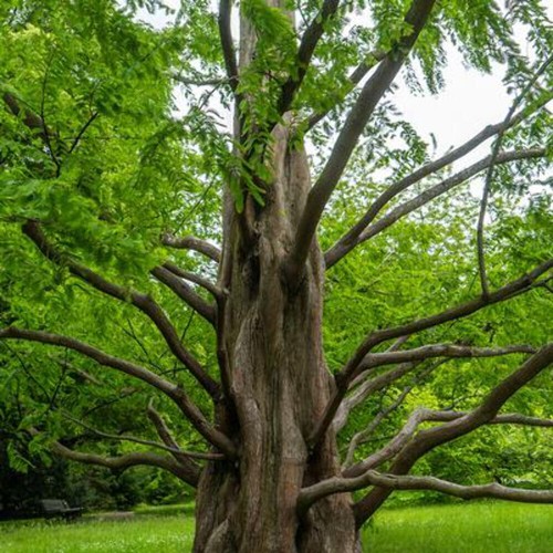 Metasequoia glyptostroboides - ,