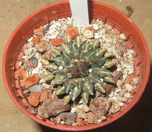 Ariocarpus kotschoubeyanus var