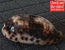 Cypraea testudinaria f