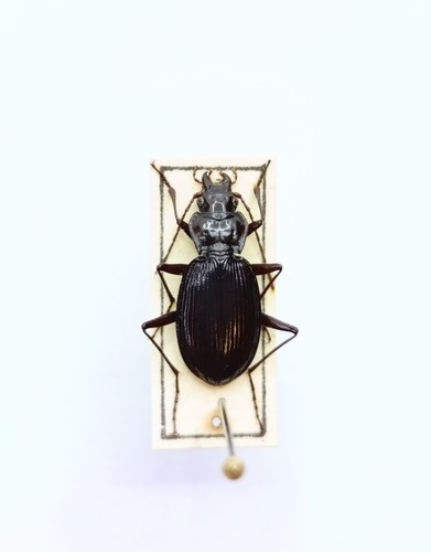 Entomology taxidermy - taxidermy,