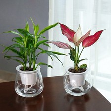 Vaso da fiori trasparente