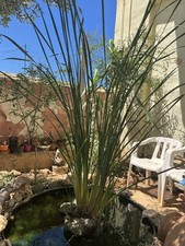 Pianta Typha angustifolia Cm