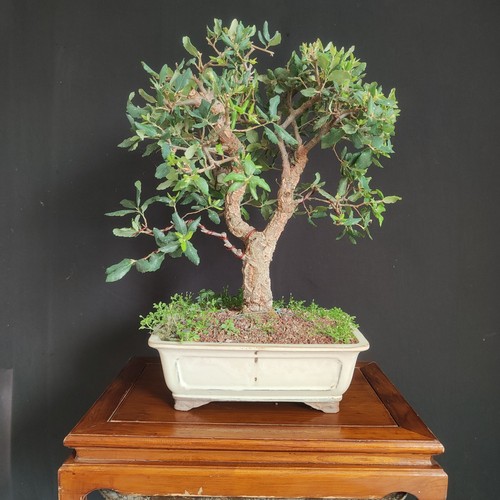 Bonsai quercia da - ,