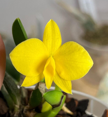 Specie orchidea sofronite - di,